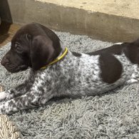 German Pointer