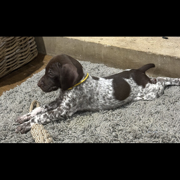 German Pointer