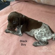 German Pointer