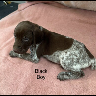 German Pointer