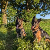 German Shepherd (Alsatian) - Both