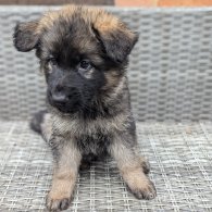 German Shepherd (Alsatian) - Both