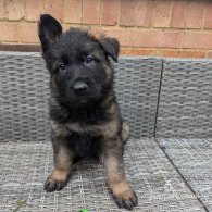 German Shepherd (Alsatian) - Both