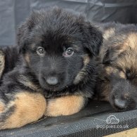 German Shepherd (Alsatian) - Both