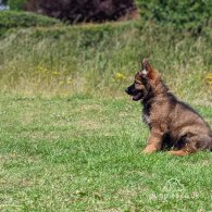 German Shepherd (Alsatian) - Both