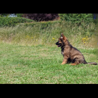 German Shepherd (Alsatian) - Both