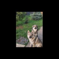 German Shepherd (Alsatian) - Both