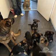 German Shepherd (Alsatian) - Both