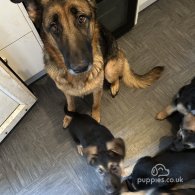 German Shepherd (Alsatian) - Both