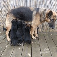 German Shepherd (Alsatian) - Bitches