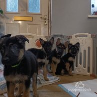 German Shepherd (Alsatian) - Bitches