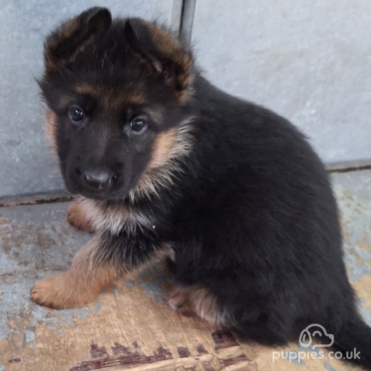 Plush german shepherd puppies hotsell