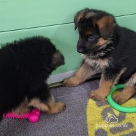 German Shepherd (Alsatian) - Both