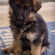 German Shepherd (Alsatian) - Both