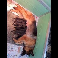 German Shepherd (Alsatian) - Both