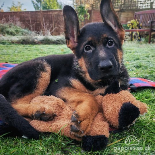 German Shepherd Alsatian puppies for Sale near me in Birmingham West Midlands Puppies