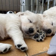 Golden Retriever - Both