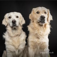 Golden Retriever - Both