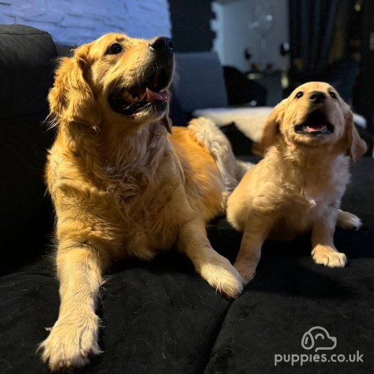 Golden Retriever - Both