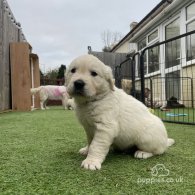 Golden Retriever - Both