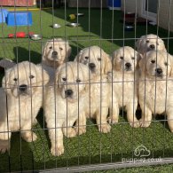 Golden Retriever - Both