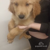 Golden Retriever - Both