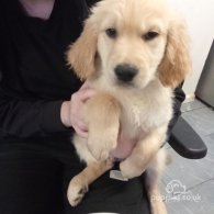 Golden Retriever - Both