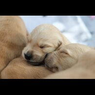 Golden Retriever - Both