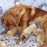 Golden Retriever - Both