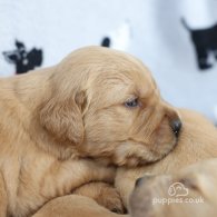 Golden Retriever - Both