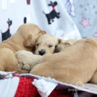 Golden Retriever - Both