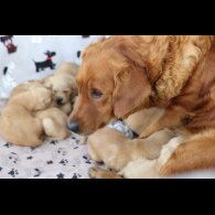 Golden Retriever - Both