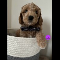 Goldendoodle - Both