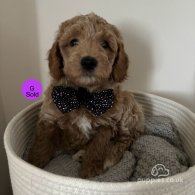 Goldendoodle - Both