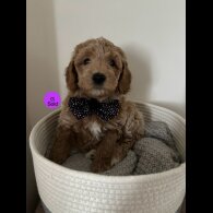 Goldendoodle - Both