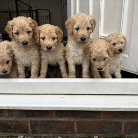 Goldendoodle - Both