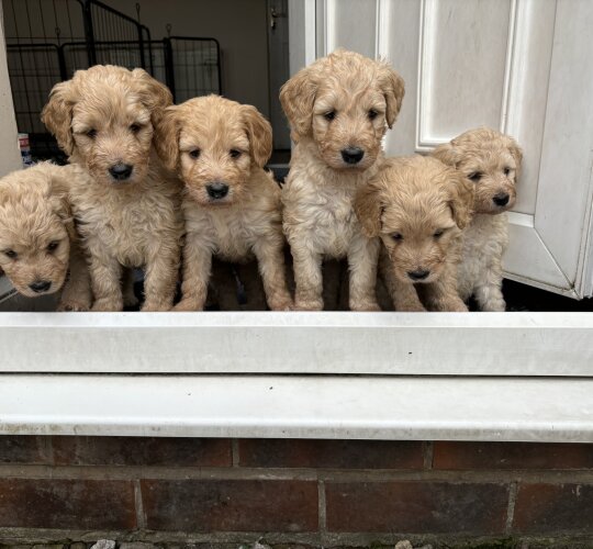 Goldendoodle