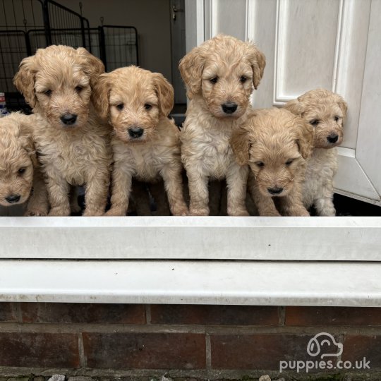 Goldendoodle - Both