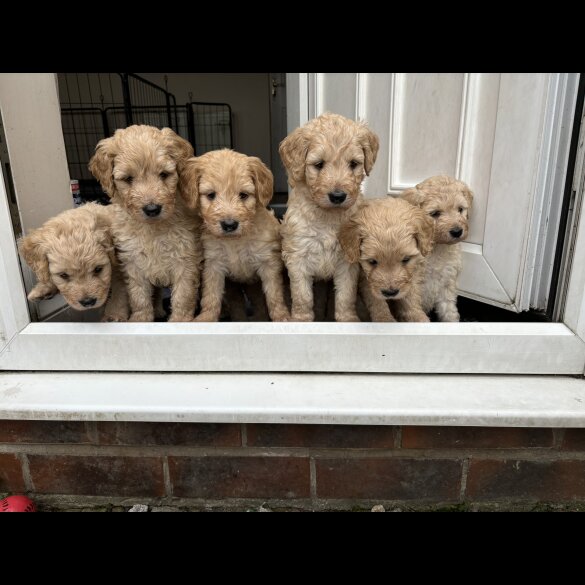 Goldendoodle - Both