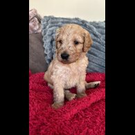 Goldendoodle - Both