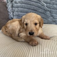 Goldendoodle - Both