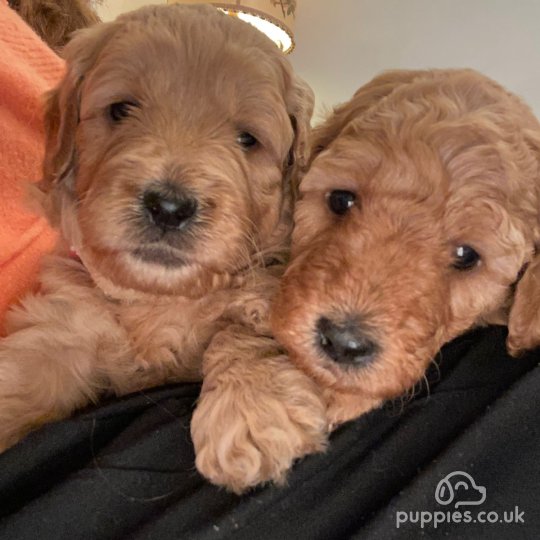 Goldendoodle - Both