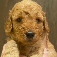 Goldendoodle - Both