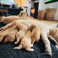 Goldendoodle - Both