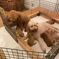 Goldendoodle - Both