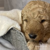 Goldendoodle - Both