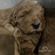 Goldendoodle - Both