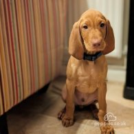 Hungarian Vizsla - Dogs