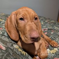 Hungarian Vizsla - Dogs