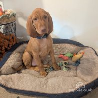 Hungarian Vizsla - Dogs